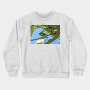 Japanese white-eye Honolulu Crewneck Sweatshirt